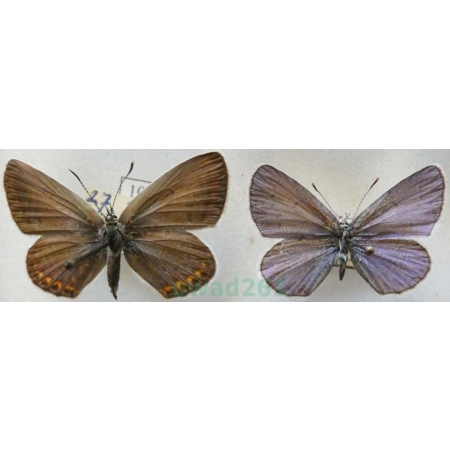 Plebejus argyrognomon (Bergsträsser, 1779) pair Modraszek srebroplamek Czech10l